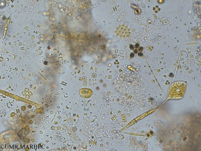 phyto/Pertuis Charentais/Tasdon_st2/PAMPAS 2019-2021/Phacus acuminatus (TASDON_St2_R1_0719022).tif(copy)_thumb.jpg